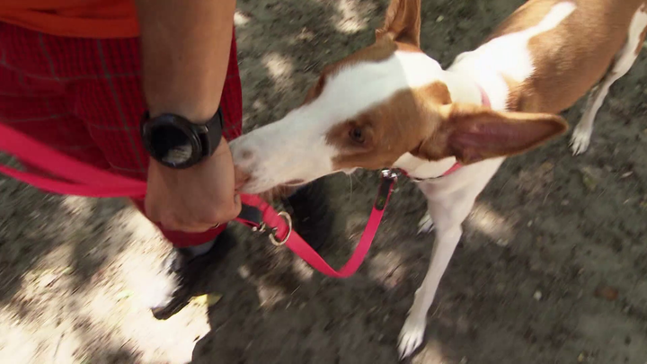 Psíka naučíme fixovať sa na ľavú ruku